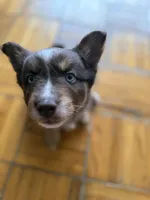 Cafecito, a female Pomsky for sale in Takoma Park, MD – Photo 3 of 6