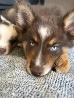 Cafecito, a female Pomsky for sale in Washington, DC – Photo 9 of 10