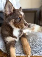 Cafecito, a female Pomsky for sale in Washington, DC – Photo 7 of 10