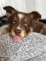 Cafecito, a female Pomsky for sale in Takoma Park, MD – Photo 4 of 6