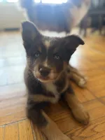 Cafecito, a female Pomsky for sale in Takoma Park, MD – Photo 2 of 6