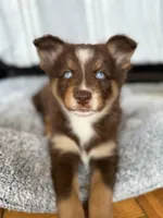 Cafecito, a female Pomsky for sale in Takoma Park, MD – Photo 5 of 6