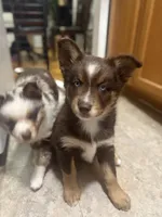 Cafecito, a female Pomsky for sale in Takoma Park, MD – Photo 6 of 6