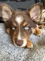 Cafecito, a female Pomsky for sale in Washington, DC – Photo 10 of 10