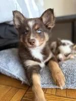 Cafecito, a female Pomsky for sale in Washington, DC – Photo 6 of 10