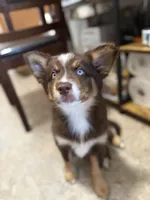 Cafecito, a female Pomsky for sale in Washington, DC – Photo 4 of 10