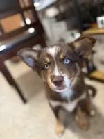 Cafecito, a female Pomsky for sale in Washington, DC – Photo 3 of 10
