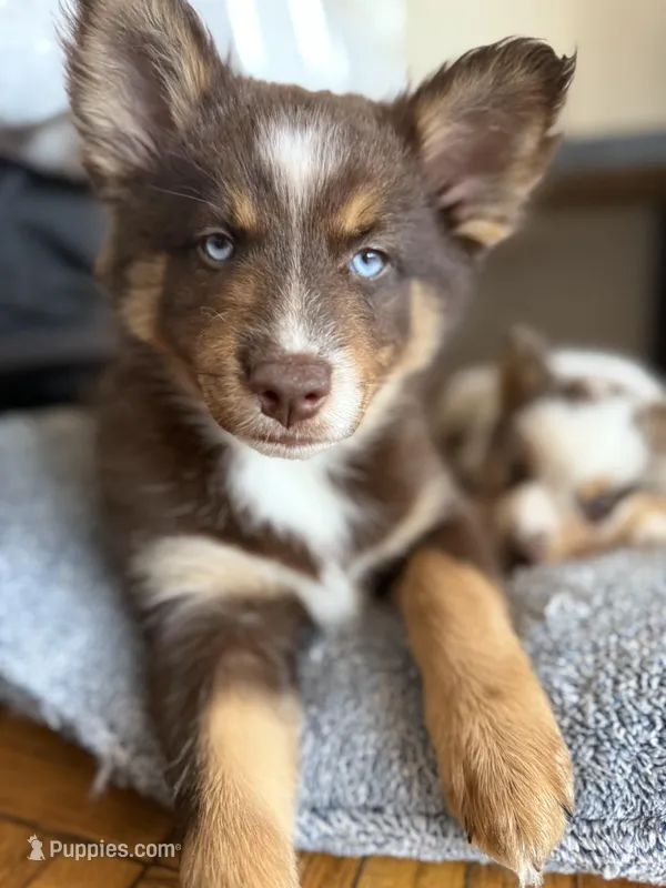 Cafecito, a female Pomsky for sale in Washington, DC – Photo 1 of 10