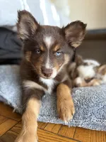 Cafecito, a female Pomsky for sale in Washington, DC – Photo 8 of 10