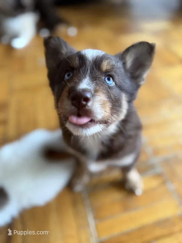 Cafecito – Pomsky puppy for sale in Takoma Park, MD