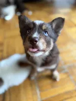 Cafecito, a female Pomsky for sale in Takoma Park, MD – Photo 1 of 6