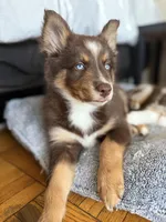 Cafecito, a female Pomsky for sale in Washington, DC – Photo 5 of 10
