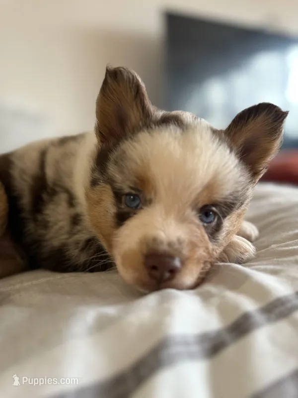 Frijolito – Pomsky puppy for sale in Takoma Park, MD