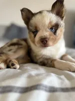 Frijolito, a male Pomsky for sale in Takoma Park, MD – Photo 7 of 7