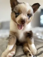 Frijolito, a male Pomsky for sale in Takoma Park, MD – Photo 5 of 7