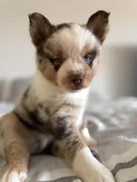 Frijolito, a male Pomsky for sale in Takoma Park, MD – Photo 4 of 7