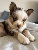 Frijolito, a male Pomsky for sale in Takoma Park, MD – Photo 3 of 7