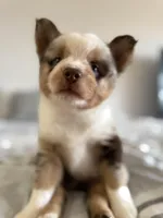 Frijolito, a male Pomsky for sale in Takoma Park, MD – Photo 6 of 7