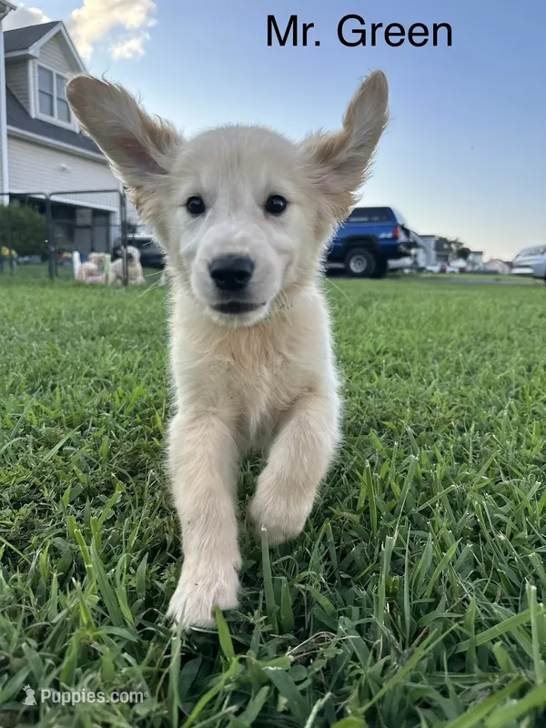Green Collar Boy – Golden Retriever puppy for sale in Dinwiddie, VA