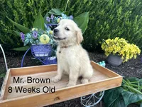 Brown Collar Boy, a male Golden Retriever for sale in Dinwiddie, VA – 9 of 10