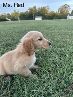 Ms. Red Collar, a female Golden Retriever for sale in Dinwiddie, VA – 5 of 7
