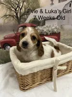 Girl 1, a female Miniature Dachshund for sale in Dinwiddie, VA – 7 of 10
