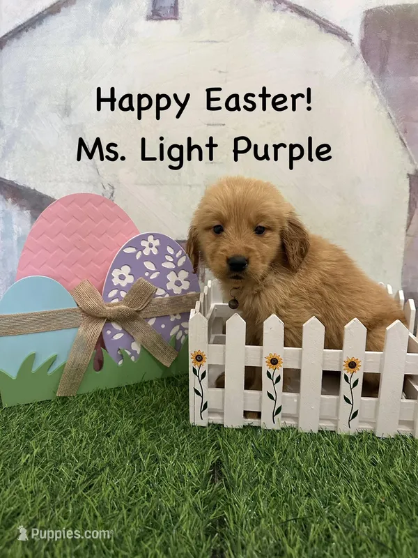 Ms. Light Purple – Golden Retriever puppy for sale in Dinwiddie, VA