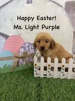 Ms. Light Purple, a female Golden Retriever for sale in Dinwiddie, VA – Photo 1 of 6