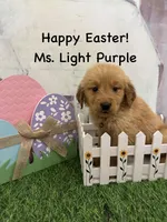 Ms. Light Purple, a female Golden Retriever for sale in Dinwiddie, VA – Photo 2 of 6