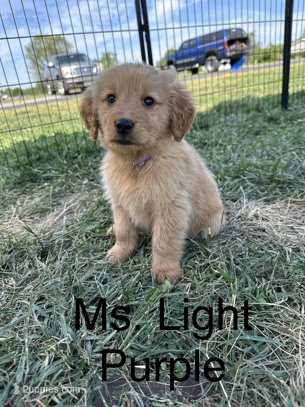 Ms. Light Purple – Golden Retriever puppy for sale in Dinwiddie, VA
