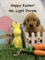 Ms. Light Purple, a female Golden Retriever for sale in Dinwiddie, VA – Photo 4 of 6