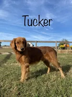 Ms. Light Purple, a female Golden Retriever for sale in Dinwiddie, VA – Photo 6 of 6