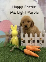 Ms. Light Purple, a female Golden Retriever for sale in Dinwiddie, VA – Photo 3 of 6