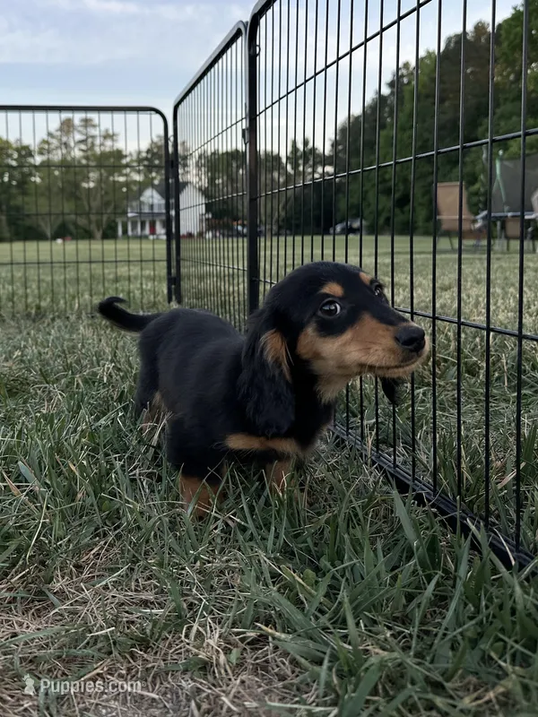 Black and Tan Longhair Boy – Miniature Dachshund puppy for sale in Dinwiddie, VA