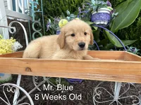 Blue Collar Boy, a male Golden Retriever for sale in Dinwiddie, VA – 2 of 10