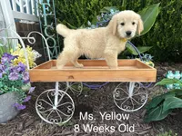 Yellow Collar Girl, a female Golden Retriever for sale in Dinwiddie, VA – 9 of 10