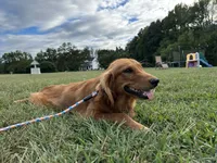 Mindy, a female Golden Retriever for sale in Dinwiddie, VA – 7 of 10