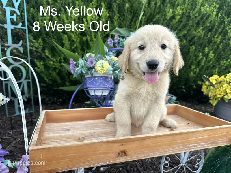 Yellow Collar Girl – Golden Retriever puppy for sale in Dinwiddie, VA