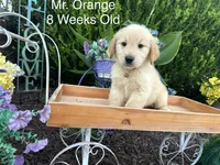 Orange Collar Boy, a male Golden Retriever for sale in Dinwiddie, VA – 6 of 10