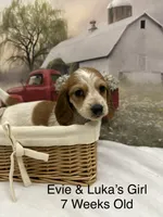Girl 1, a female Miniature Dachshund for sale in Dinwiddie, VA – 10 of 10