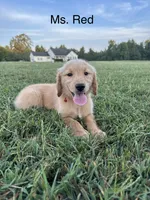 Ms. Red Collar, a female Golden Retriever for sale in Dinwiddie, VA – 1 of 7