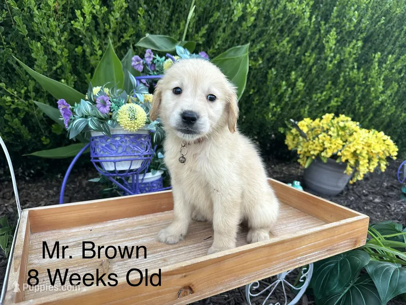 Brown Collar Boy – Golden Retriever puppy for sale in Dinwiddie, VA