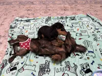 Black and Tan Longhair Boy, a male Miniature Dachshund for sale in Dinwiddie, VA – 7 of 8