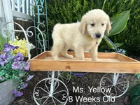 Yellow Collar Girl, a female Golden Retriever for sale in Dinwiddie, VA – 5 of 10