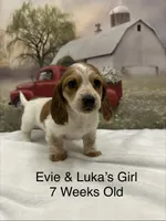 Girl 1, a female Miniature Dachshund for sale in Dinwiddie, VA – 6 of 10