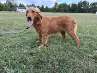 Mindy, a female Golden Retriever for sale in Dinwiddie, VA – 4 of 10