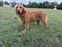 Mindy, a female Golden Retriever for sale in Dinwiddie, VA – 10 of 10