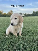 Mr. Brown Collar, a male Golden Retriever for sale in Dinwiddie, VA – 2 of 8