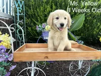 Yellow Collar Girl, a female Golden Retriever for sale in Dinwiddie, VA – 7 of 10