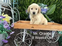 Orange Collar Boy, a male Golden Retriever for sale in Dinwiddie, VA – 8 of 10